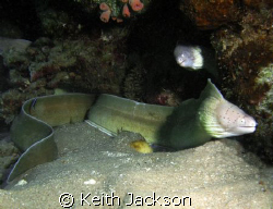 Moray Eels taking a lot of interest in the camera by Keith Jackson 